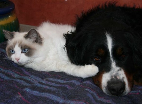 Ragdoll à Malice